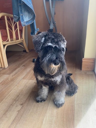 Petmania Limerick Eastpoint Grooming Nutrition & Pet Store listing image