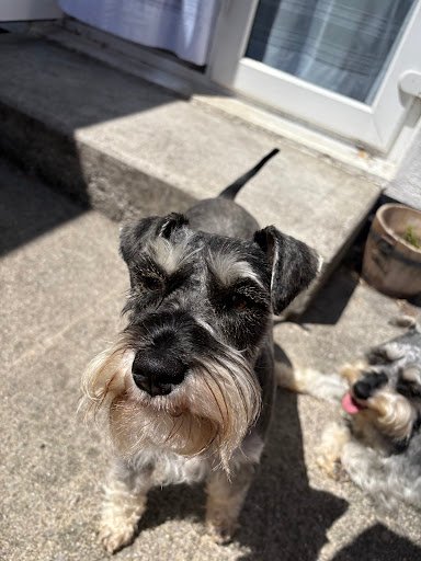 Petmania Waterford Grooming Nutrition & Pet Store listing image