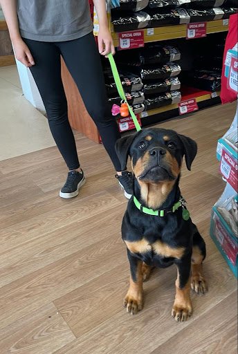 Petmania - Westport listing image