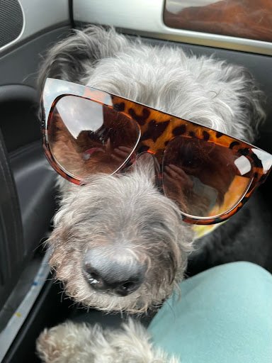 Petmania Wexford Grooming Nutrition & Pet Store listing image