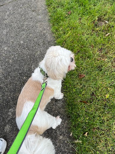 Pets.ie listing image