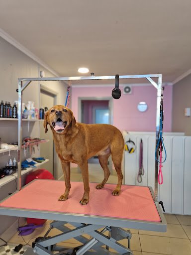 Petsmartgrooming Westport listing image