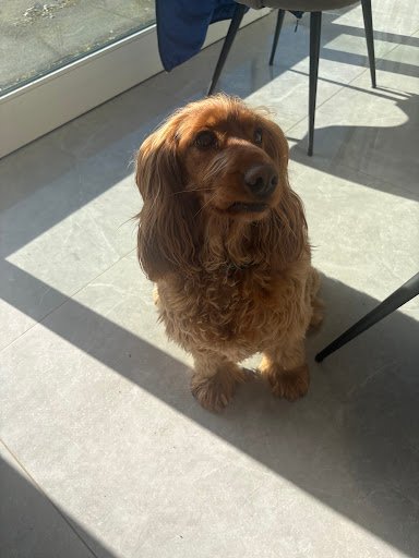 Petstar Dog Grooming Salon - Blessington listing image