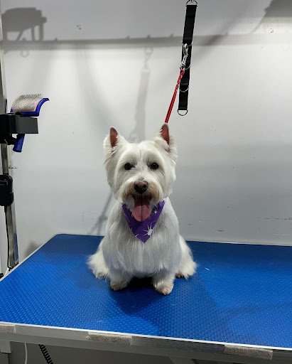 Petstar Dog Grooming Salon - Dublin 5 listing image