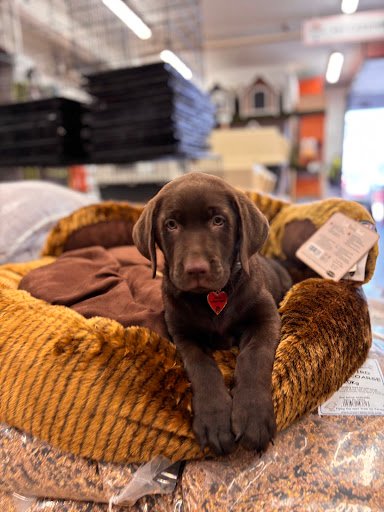 Petstop Discount Warehouse - Oranmore listing image