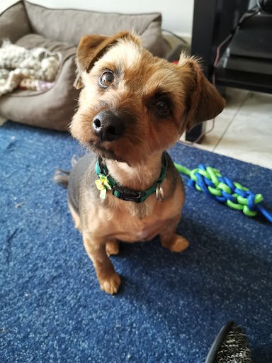 Petworld Dublin Santry | Pet Store listing image