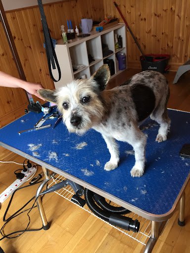 Pimp My Pet - Dog and Cat Grooming listing image
