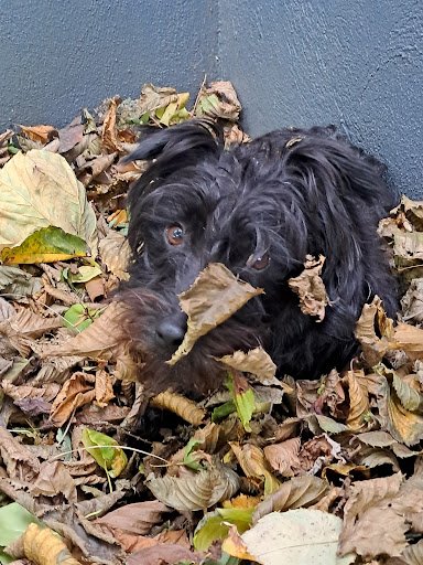 Pine Forest Boarding Kennels listing image