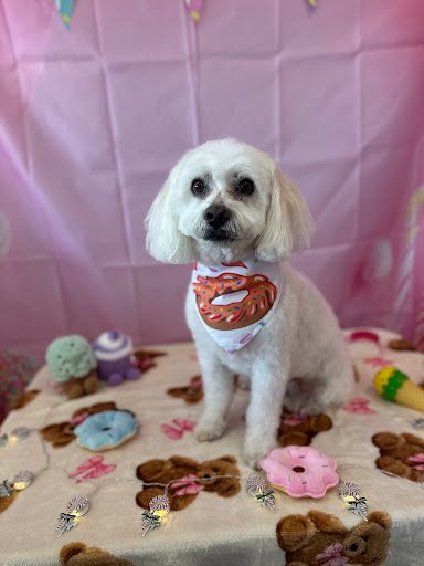 Pink Paws Dog Salon listing image