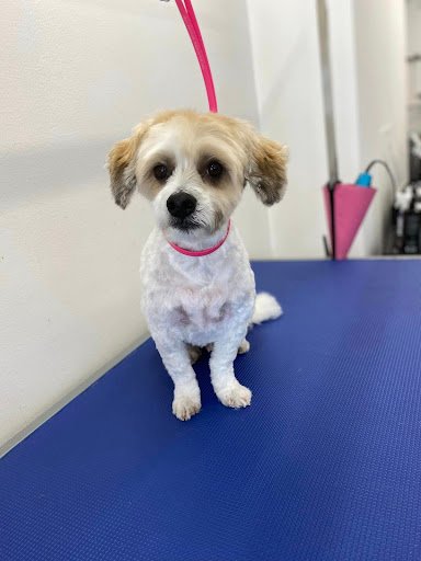 Pooch Pampering listing image