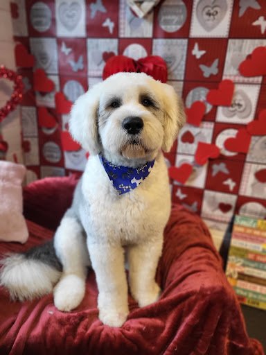 Pooch & Paws listing image
