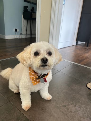Poochie Palace Dog & Cat Grooming Salon listing image