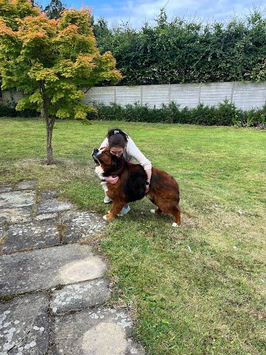 Pookie's Dogs listing image