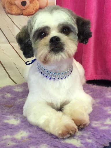 Posh Paws Dog Grooming by Laura listing image