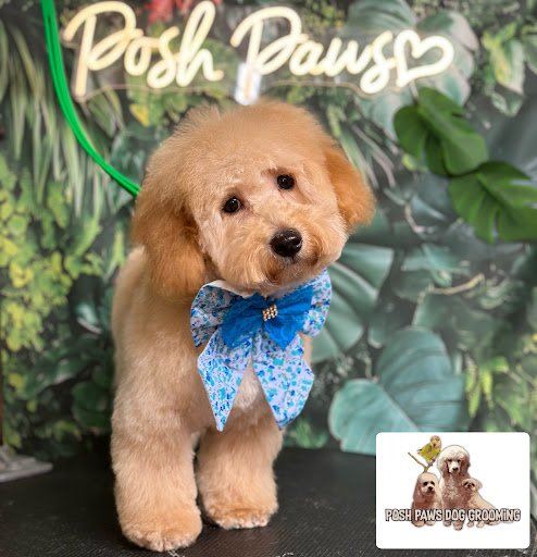 Posh Paws Dog Grooming listing image