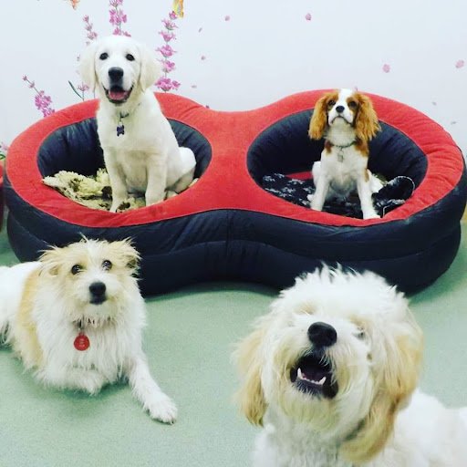 Positive Dog Training listing image