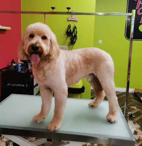 Pretty Paws Dog Grooming listing image