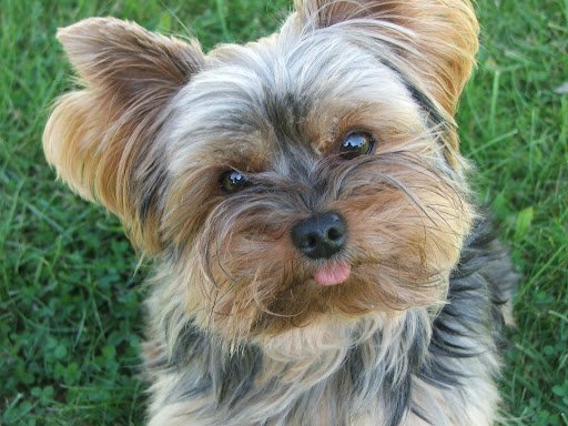 Pretty Pet Studio listing image