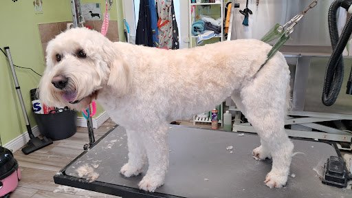 Pristine Pets by Tina listing image