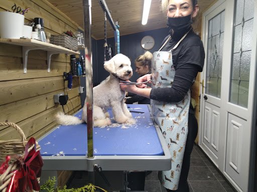 Professional Dog Grooming by Kamila listing image