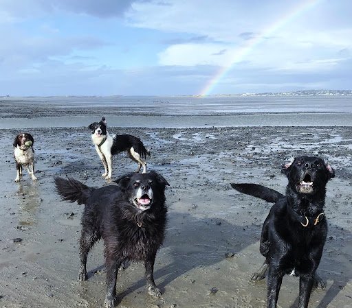 Pupcare Sligo listing image