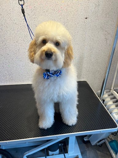 Pups Paradise Grooming listing image