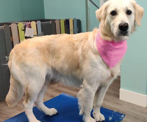 Rachael's Grooming Studio listing image