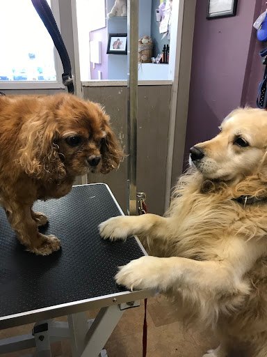 Rachels Clip N Tails Dog Grooming listing image