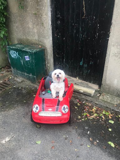 Ranelagh Dog Grooming listing image