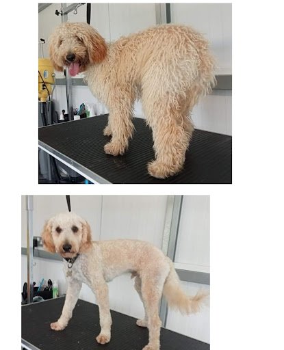 Rebel Dog Grooming and Daycare Mallow listing image