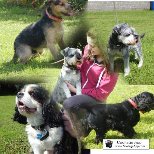 Rivendell Boarding Kennels listing image