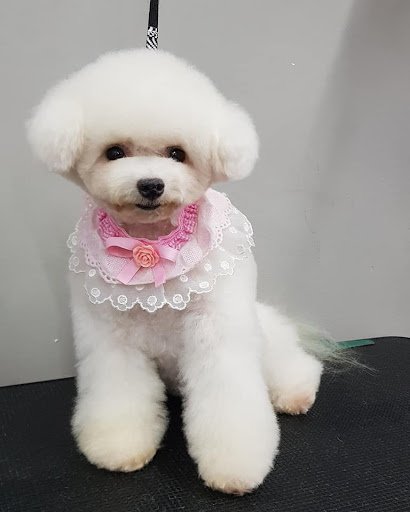 Rivendell Dog Grooming listing image