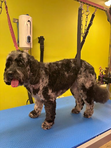 Royalpaws Dog Grooming listing image