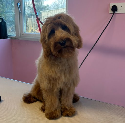 Ruff Cuts Dog Grooming Ballinabrackey listing image