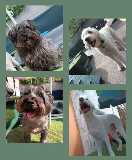 Ruff Patch Pet Grooming listing image