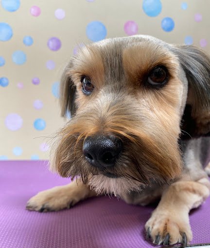 Rush Dog Grooming listing image