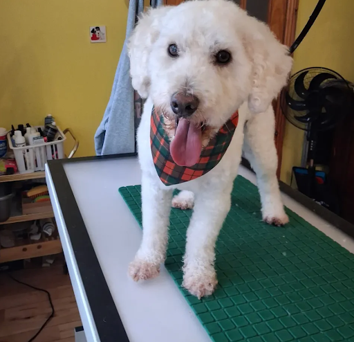 Sarah's Dog and Cat Grooming listing image