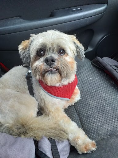 Scissors Palace Dog Grooming listing image