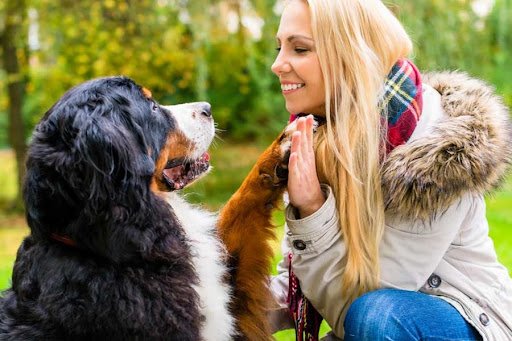 Scots K9 Obedience Training listing image