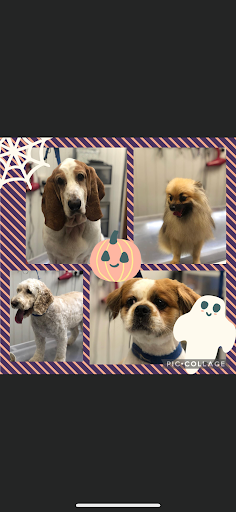Scrub a Dub Dub Dog Grooming listing image