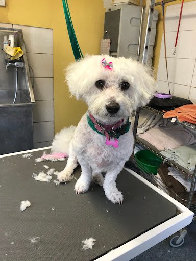 Scruffy Little Puppys listing image