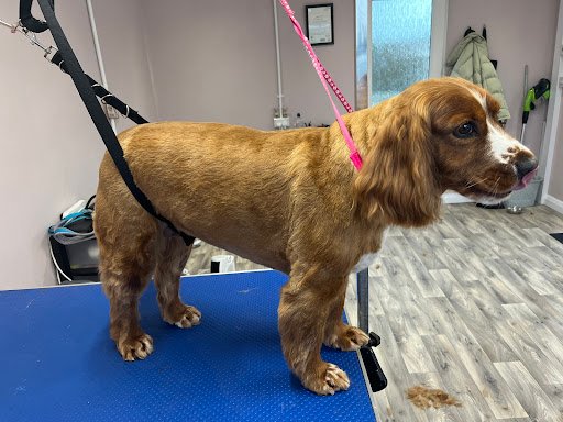 Scruffy to Fluffy Dog Grooming listing image