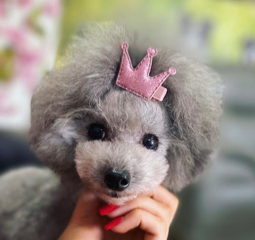 Seana Canine Stylist listing image