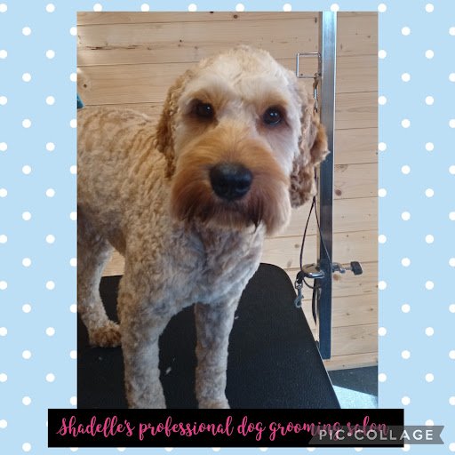 Shadelle’s Professional Dog Grooming Salon listing image