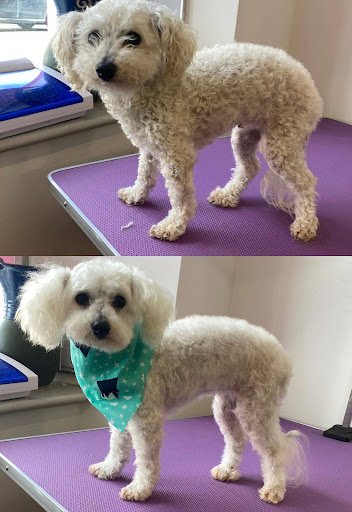 Shaggy Chic Dog Grooming listing image