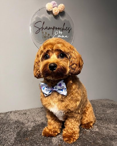 Shampooches by Emma listing image