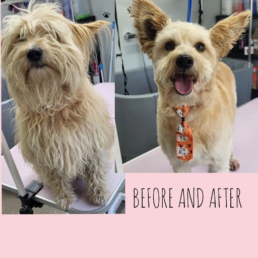 Shauna's Dog Grooming Salon listing image