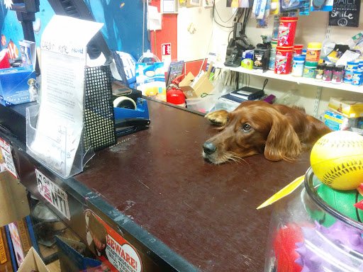 Shauna's Pet Shop listing image