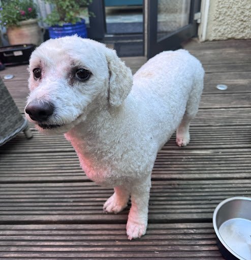 Shaw’s Paws Dog Grooming listing image