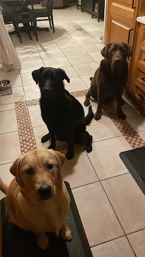 Sheedy's Boarding Kennels listing image